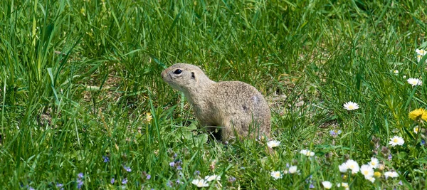 Cute Ground Squirrel Fresh Flower Meadow — Stock Photo, Image