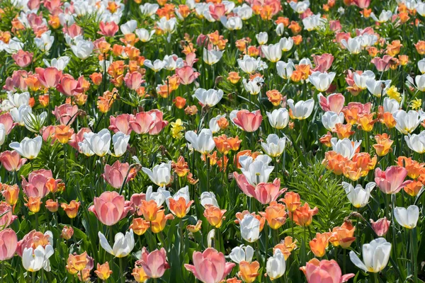 Colorful Tulips Sunlit Meadow — Stock Photo, Image