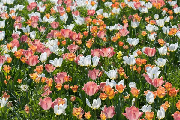 Colorful Tulips Sunlit Meadow — Stock Photo, Image