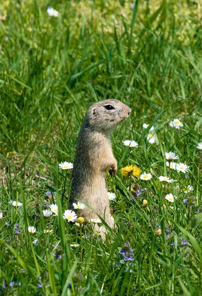 Cute Ground Squirrel Fresh Flower Meadow — Stock Photo, Image