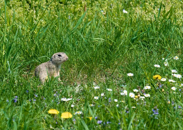 Cute ground squirrel on fresh flower meadow