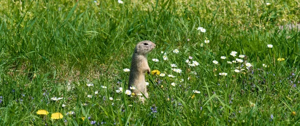 Cute Ground Squirrel Fresh Flower Meadow — Stock Photo, Image