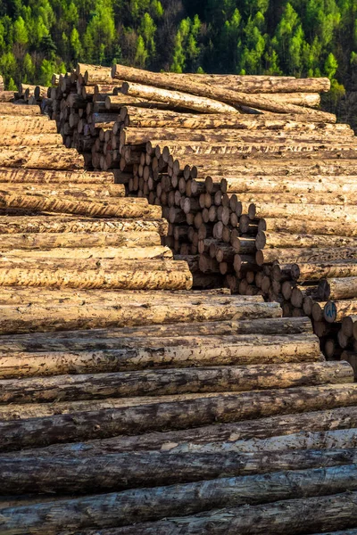 天然資源としての木材丸太の山 — ストック写真