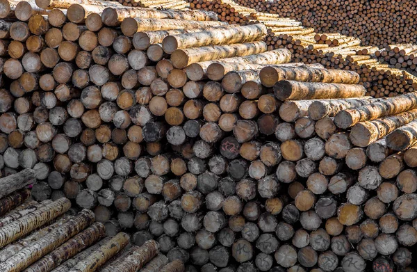 Montón Troncos Madera Como Recurso Natural — Foto de Stock