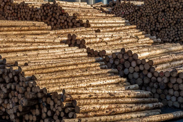 Montón Troncos Madera Con Bosque — Foto de Stock