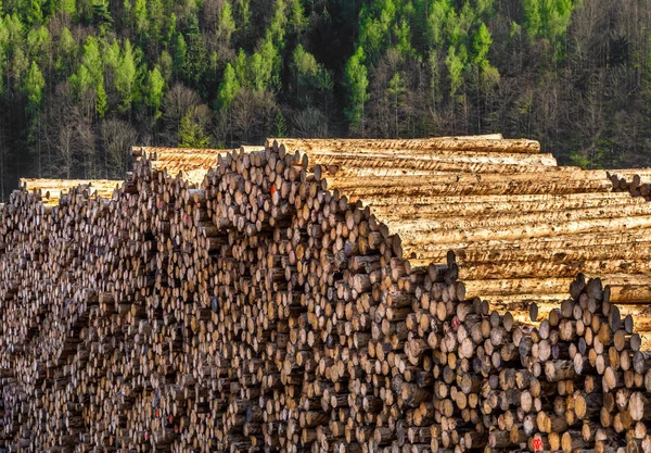 Montón Troncos Madera Con Bosque — Foto de Stock