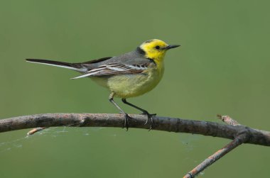 Citrine Wagtail Motacilla Citreola yeşil bir arka planda bir dalda duruyor.