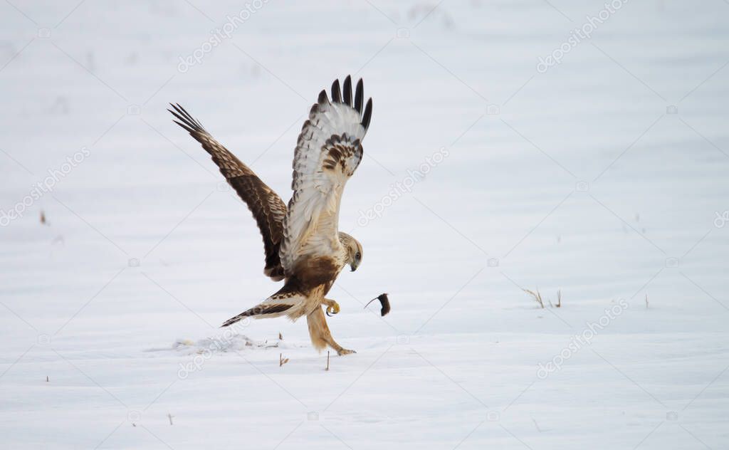 rough-legged buzzard caught a mouse in the winter field