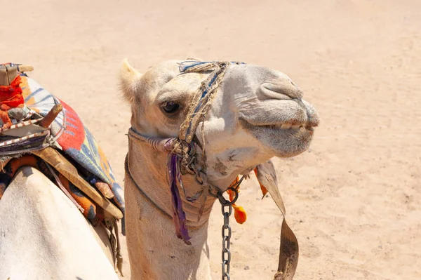 Camel Muzzle Just Camel Looking Straight Camera — Stock Photo, Image