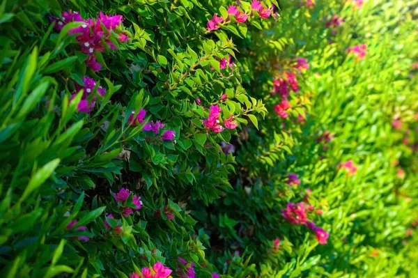 Azalea Flowering Plant Blooming Azalea Festival — Stock Photo, Image