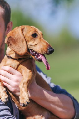 Köpek cinsi dachshund sahibinin ellerinde.