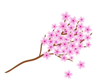 Beyaz arka planda Sakura dalı. Pembe çiçeklerle süslenmiş kahverengi bir dal. Çiçek, bahar, güzellik ve Japonya temasını şekillendirmek için izole edilmiş bir çiçek ağacı. Vektör illüstrasyonu