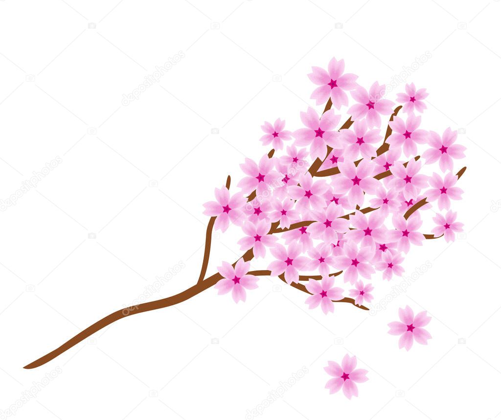 Sakura branch on a white background. A brown branch strewn with pink flowers. An isolated flowering tree to shape the theme of flowering, spring, beauty and Japan. Vector illustration