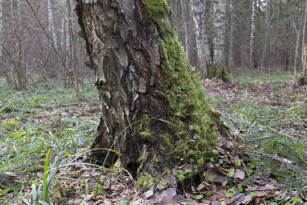 Moss Grows Tree Only North Side — Stock fotografie