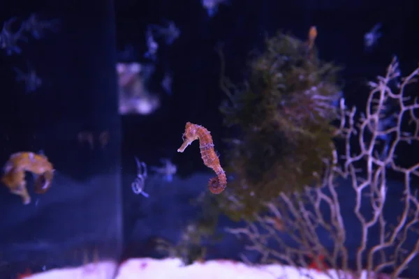 Cavalluccio marino arancione che nuota dentro un acquario — Foto Stock