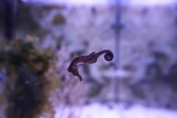 Cavalluccio marino nero che nuota dentro un acquario — Foto Stock