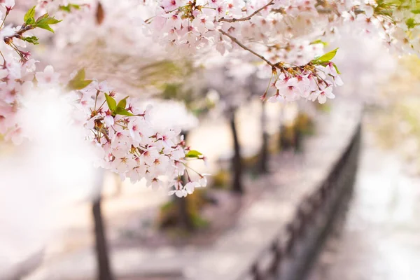 Image rapprochée de la branche des pétales de fleurs de cerisier dans le jardin en Corée du Sud . — Photo