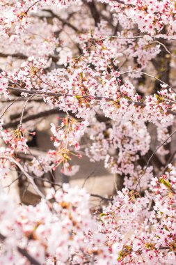Ağaçtaki kiraz çiçeğinin dikey görüntüsü. Parktaki Sakura çiçeğinin resmini kapat..