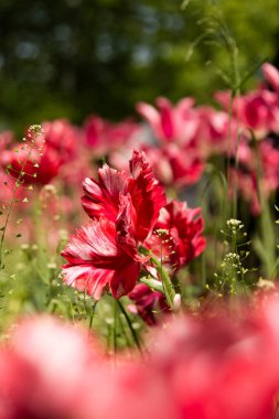 Lale arkaplanlı kırmızı çiçeğin görüntüsünü kapat.