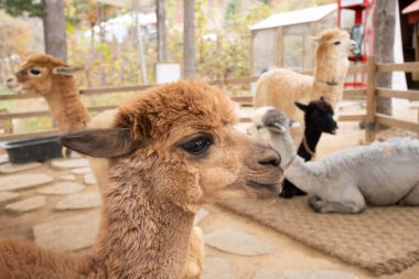 Kahverengi alpaka kafasının görüntüsünü kapat. Alpaca World, Güney Kore 'de bir grup lama..