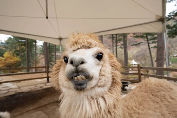 Linda expresión de alpaca blanca. Cara cercana de llama mostrando sus dientes en la granja . Imagen De Stock