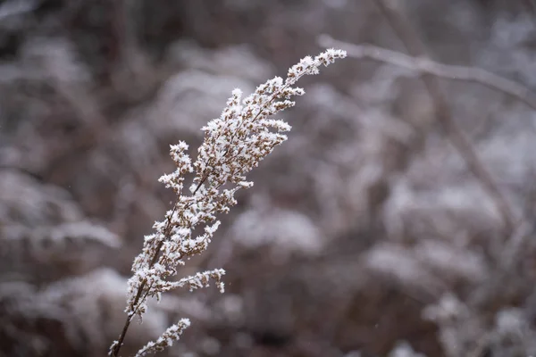 Forest plants covered in snow on winter. Plant frost on winter.