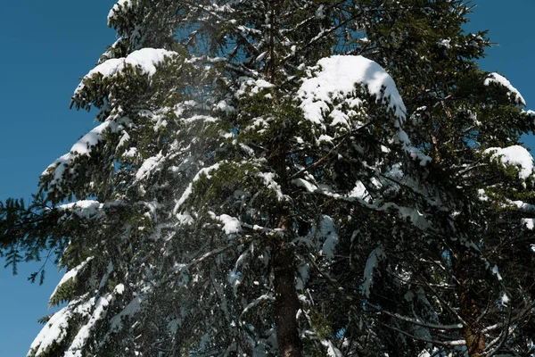 Крупный План Ветки Сосны Зелеными Листьями Покрытыми Обильным Снегом Падающими — стоковое фото