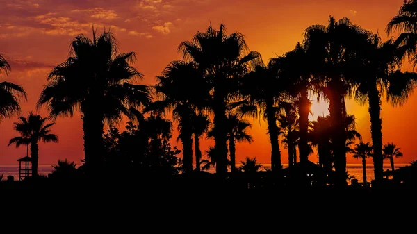 Warm red and yellow sky and sea, with silhouette of palms. Sunse