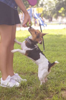 Şirin mutlu gülümseyen köpek park çimenlerin üzerinde döşeme russell jack. S