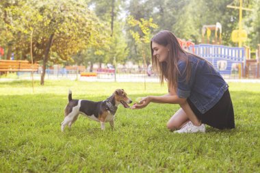 Sevimli güzel ince beyaz esmer kadın gündelik kıyafeti (etek, tişört ve kot ceket) yaz günü çok güzel onunla parkta bir yürüyüş jack russell köpek. Onlar dolu sevinç, gülümseyen ve eğlenin