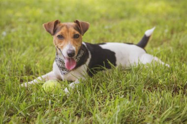 Şirin mutlu gülümseyen köpek park çimenlerin üzerinde döşeme russell jack. S