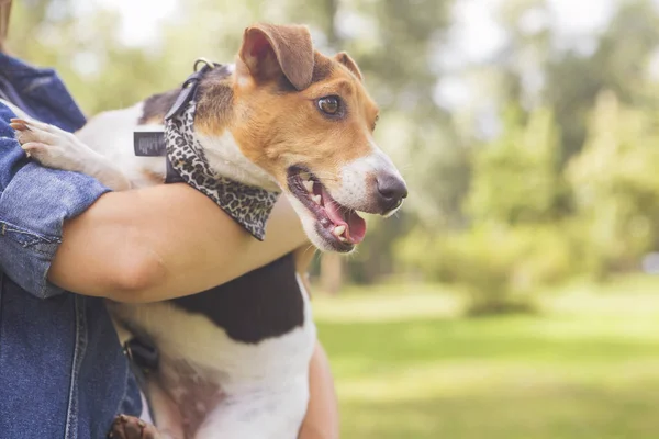 Niedlich Glücklich Lächelnder Jack Russell Hund Liegt Auf Einer Wiese — Stockfoto