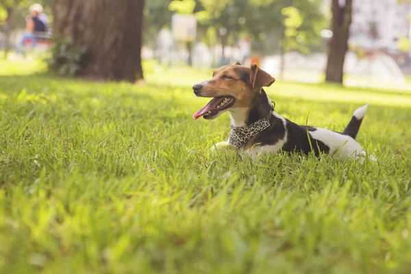 Şirin mutlu gülümseyen köpek park çimenlerin üzerinde döşeme russell jack. Sıcak yaz günü