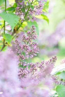 Güneşli ilkbaharda leylak çiçeği açar. Metin için alanı olan arkaplan resmi.
