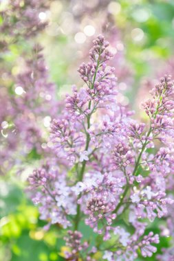 Güneşli ilkbaharda leylak çiçeği açar. Metin için alanı olan arkaplan resmi.