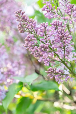 Güneşli ilkbaharda leylak çiçeği açar. Metin için alanı olan arkaplan resmi.