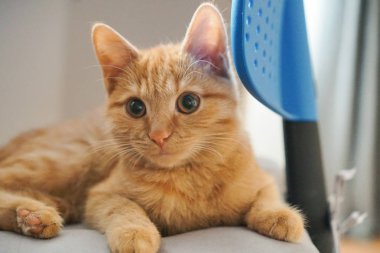 Sandalyedeki küçük kızıl kedi