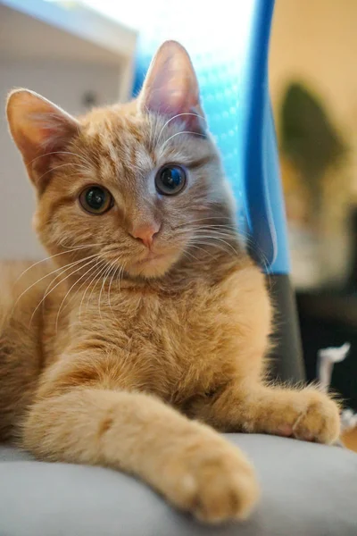 Маленький Імбирний Кіт Стільці — стокове фото