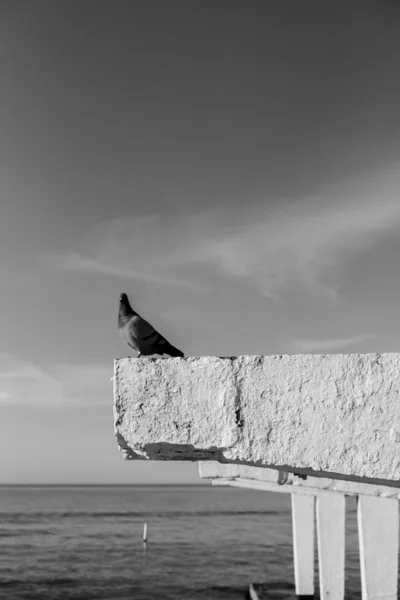 Una Paloma Sienta Sobre Una Piedra —  Fotos de Stock