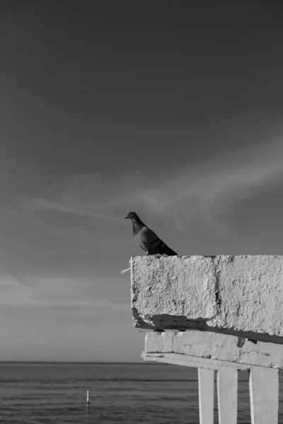 Bir Güvercin Taşın Üzerinde Oturur — Stok fotoğraf