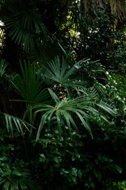 Bahçedeki yeşil palmiye