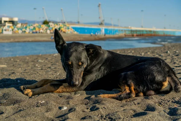 Σκύλος Κείτεται Στην Ακτή — Φωτογραφία Αρχείου