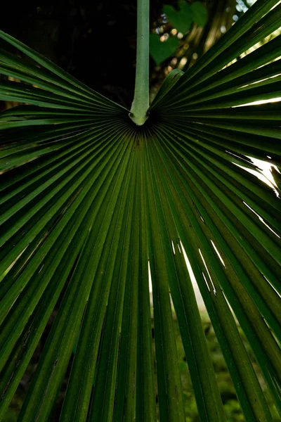 Palmier Vert Dans Jardin — Photo