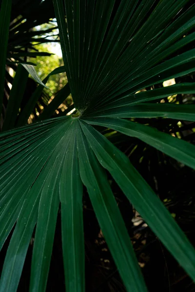 Groene Palmboom Tuin — Stockfoto