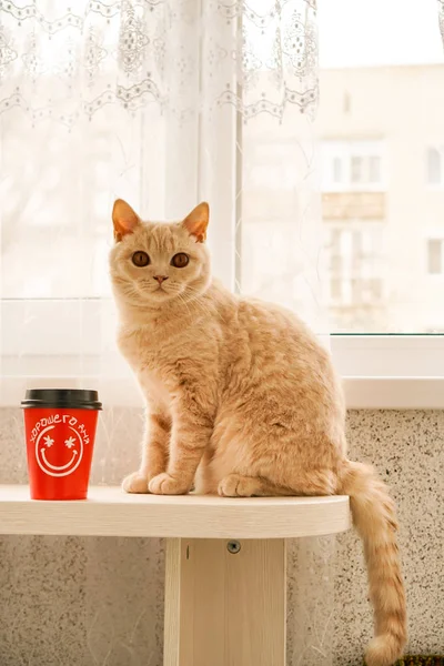 Gato Blanco Británico Color Claro Sienta Una Mesa Junto Una —  Fotos de Stock