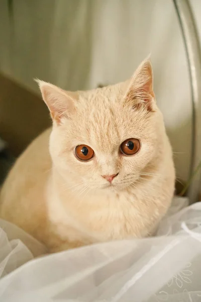 Gato Color Blanco Brillante Color Marrón Con Ojos Marrones —  Fotos de Stock