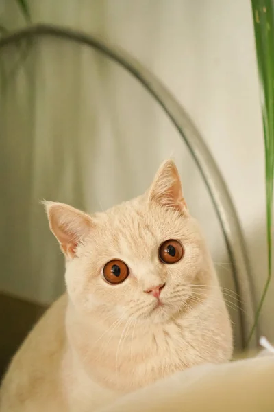 Gato Color Blanco Brillante Color Marrón Con Ojos Marrones —  Fotos de Stock