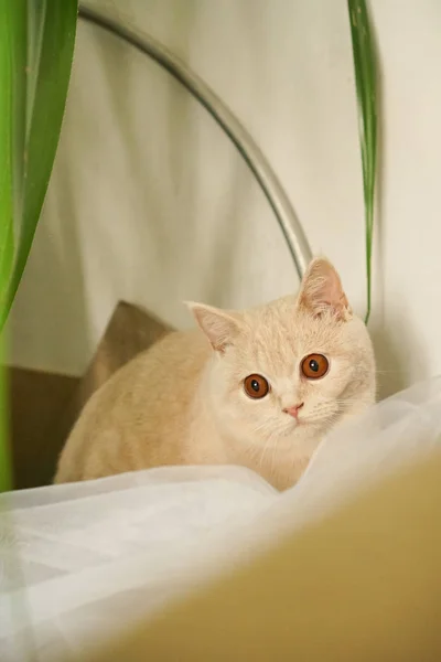 Gato Color Blanco Brillante Color Marrón Con Ojos Marrones — Foto de Stock