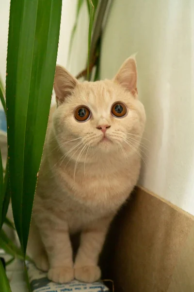 Gato Color Blanco Brillante Color Marrón Con Ojos Marrones —  Fotos de Stock