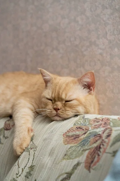 Σκωτσέζικη Κόκκινη Γάτα Κοιμάται Γλυκά Στο Πίσω Μέρος Του Καναπέ — Φωτογραφία Αρχείου